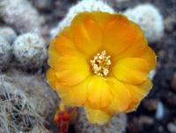 Thumbnail of 1371_Sulcorebutia breviflora_20110529(1).jpg